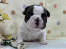 フレンチブルドッグ子犬