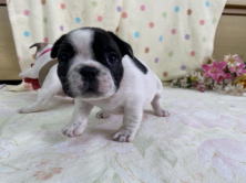 フレンチブルドッグ子犬
