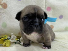 フレンチブルドッグ子犬