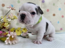 フレンチブルドッグ子犬