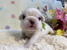 フレンチブルドッグ子犬