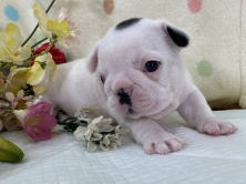 フレンチブルドッグ子犬