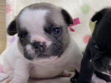 フレンチブルドッグ子犬