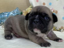 フレンチブルドッグ子犬