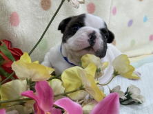 フレンチブルドッグ子犬