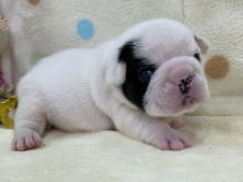 フレンチブルドッグ子犬