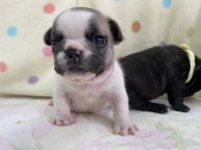 フレンチブルドッグ子犬