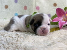 フレンチブルドッグ子犬