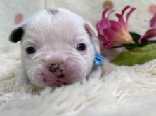 フレンチブルドッグ子犬