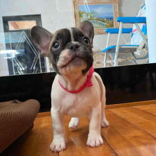 フレンチブルドッグ子犬