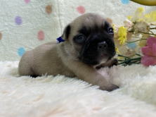 フレンチブルドッグ子犬