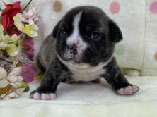 フレンチブルドッグ子犬