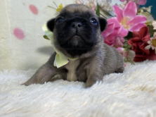 フレンチブルドッグ子犬