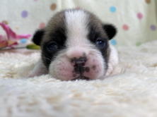 フレンチブルドッグ子犬