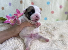 フレンチブルドッグ子犬