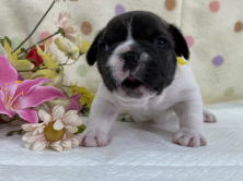 フレンチブルドッグ子犬