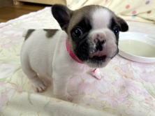 フレンチブルドッグ子犬