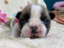 フレンチブルドッグ子犬