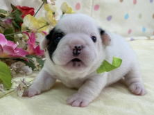 フレンチブルドッグ子犬