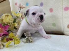 フレンチブルドッグ子犬