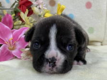 フレンチブルドッグ子犬