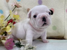 フレンチブルドッグ子犬