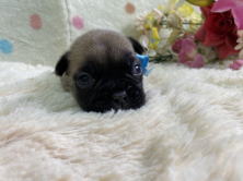 フレンチブルドッグ子犬