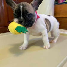 フレンチブルドッグ子犬