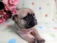 フレンチブルドッグ,ブリーダー