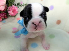 フレンチブルドッグ,ブリーダー