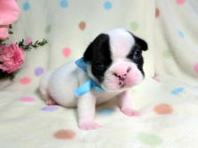 フレンチブルドッグ,ブリーダー