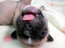 フレンチブルドッグ,ブリーダー