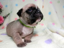 フレンチブルドッグ,ブリーダー