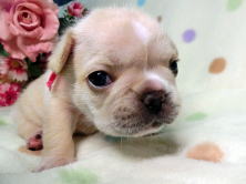 フレンチブルドッグ,ブリーダー