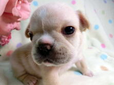 フレンチブルドッグ,ブリーダー