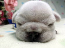 フレンチブルドッグ,ブリーダー