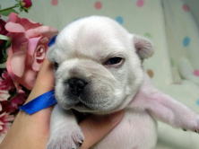 フレンチブルドッグ,ブリーダー