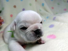 フレンチブルドッグ,ブリーダー