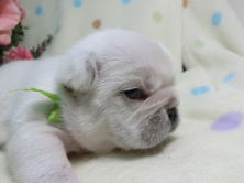 フレンチブルドッグ,ブリーダー