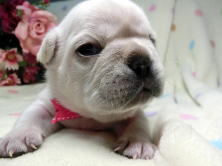 フレンチブルドッグ,ブリーダー