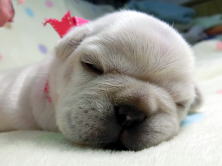 フレンチブルドッグ,ブリーダー