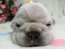 フレンチブルドッグ,ブリーダー