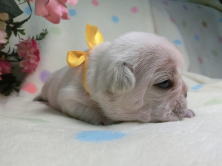 フレンチブルドッグ,ブリーダー