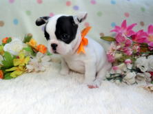 フレンチブルドッグ,ブリーダー