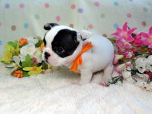 フレンチブルドッグ,ブリーダー