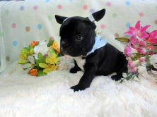 フレンチブルドッグ,ブリーダー