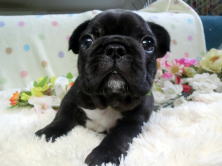 フレンチブルドッグ,ブリーダー