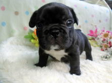 フレンチブルドッグ,ブリーダー