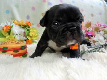 フレンチブルドッグ,ブリーダー