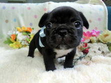 フレンチブルドッグ,ブリーダー